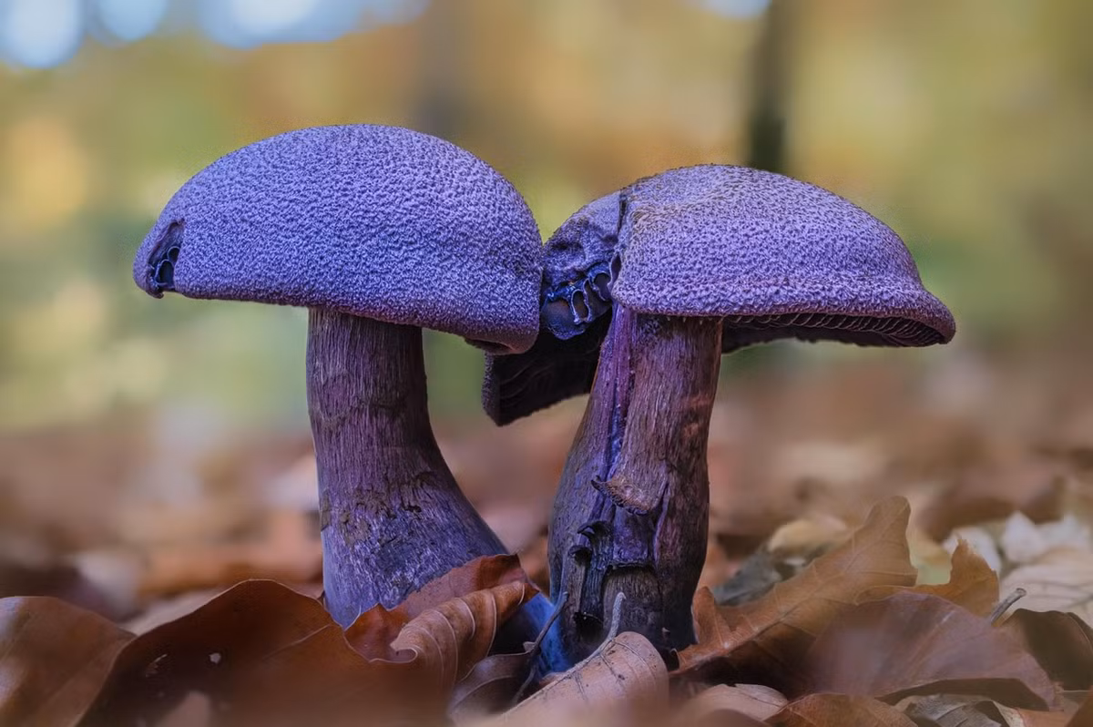 Nấm mạng tím (Cortinarius violaceus) mọc trong rừng hỗn giao khắp lục địa Á - Âu và Bắc Mỹ. Loài nấm hiếm này có có mũ và cuống màu tím đậm đặc trưng.