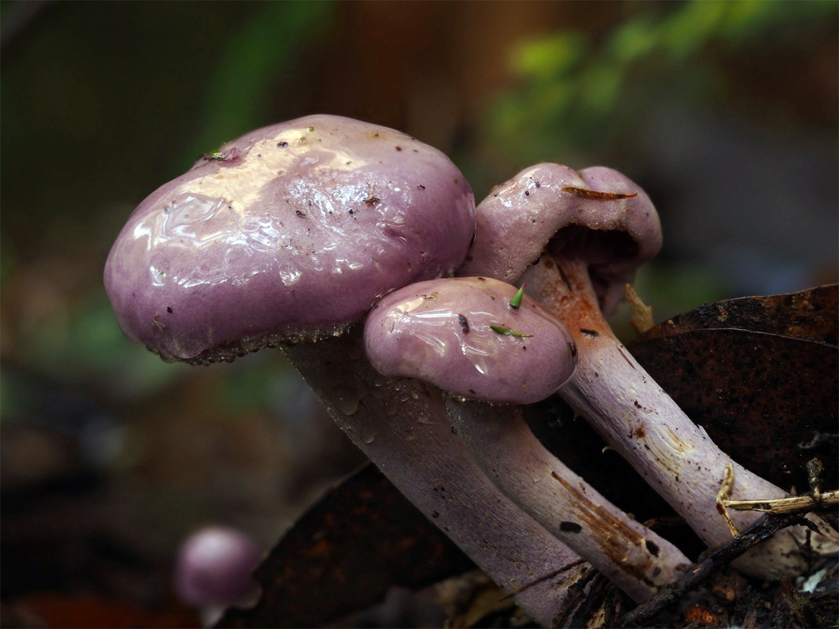 Nấm mạng phớt tím (Cortinarius alboviolaceus) dài 5-8 cm, khu vực phân bố tương tự nấm Blewit cuống tím. Loài nấm này có thể quả màu trắng bạc pha ánh tím. Các phiến nấm khi già chuyển sang màu nâu.