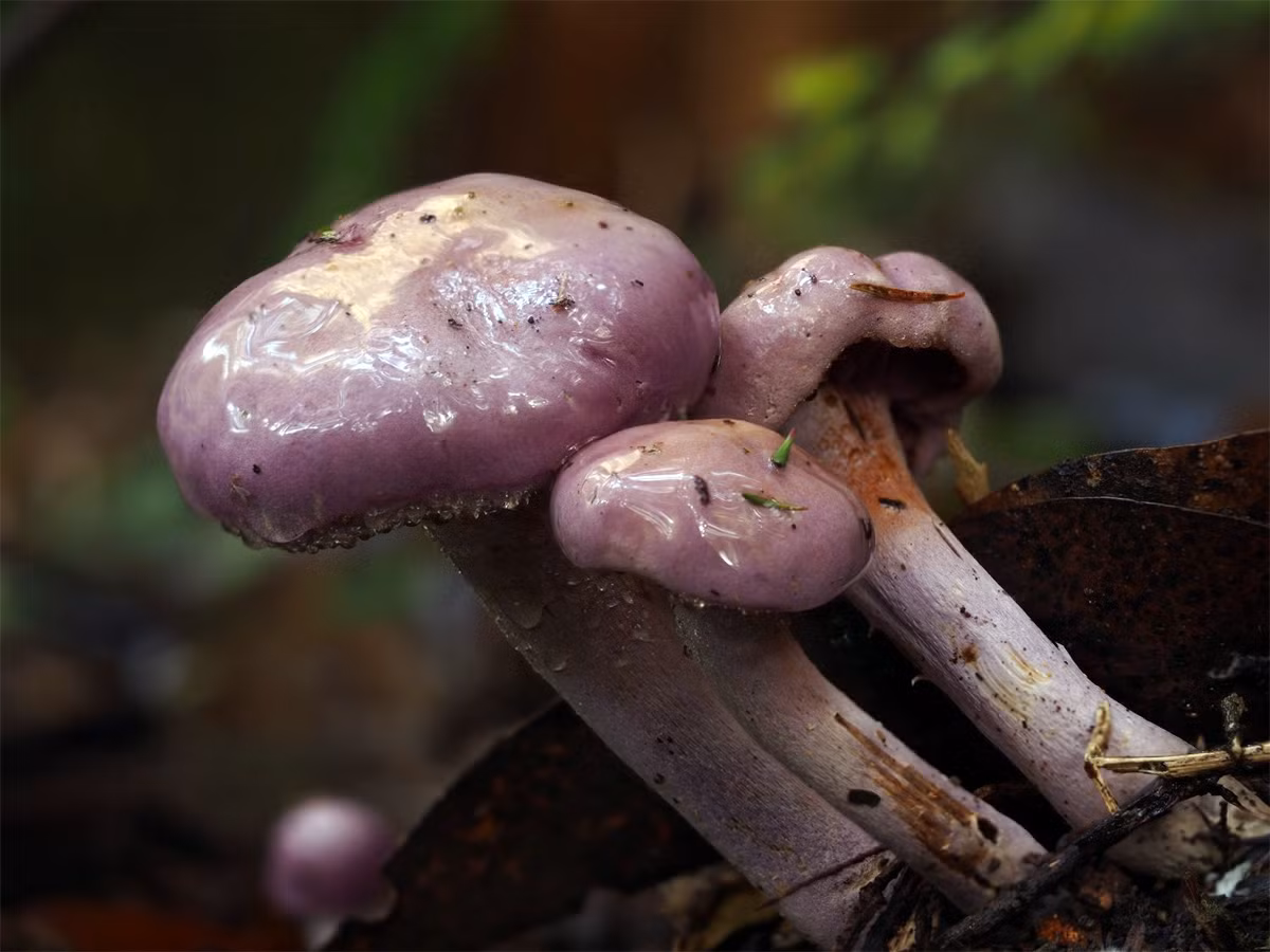 Nấm mạng phớt tím (Cortinarius alboviolaceus) dài 5-8 cm, khu vực phân bố tương tự nấm Blewit cuống tím. Loài nấm này có thể quả màu trắng bạc pha ánh tím. Các phiến nấm khi già chuyển sang màu nâu.