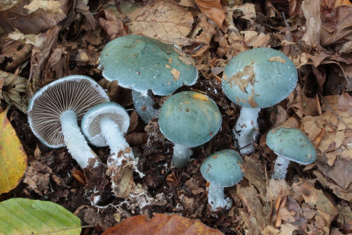 Nấm tán nhớt lục lam (Stropharia cyanea) dài 3-7, phân bố ở lục địa Á - Âu và Bắc Mỹ. Chúng có mũ màu lam pha lục, úa dần sang màu vàng.