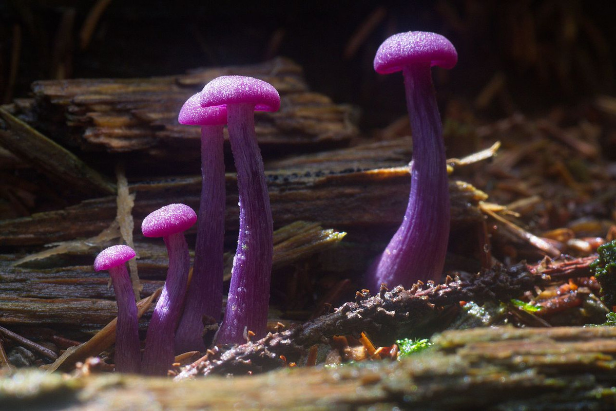 Nấm Laccaria tía (Laccaria amethystina) dài 2-5 cm, phân bố ở lục địa Á - Âu và Bắc Mỹ. Loài nấm mảnh mai, dễ nhận biết này có màu tím sậm khi còn tươi và các bào tử phủ trên phiến nấm như bột.