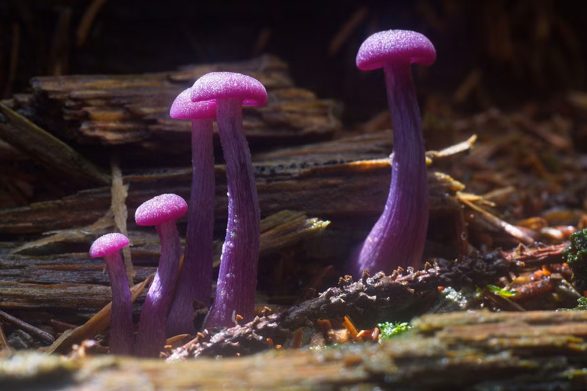 Nấm Laccaria tía (Laccaria amethystina) dài 2-5 cm, phân bố ở lục địa Á - Âu và Bắc Mỹ. Loài nấm mảnh mai, dễ nhận biết này có màu tím sậm khi còn tươi và các bào tử phủ trên phiến nấm như bột.