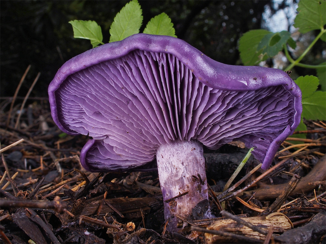 Nấm Blewit cuống tím (Lepista nuda) dài 5-12 cm, phổ biến trong các khu rừng hỗn giao ở lục địa Á - Âu và Bắc Mỹ. Chúng có mũ nấm màu tím dần ngả sang nâu khi già, riêng cuống và các phiến vẫn giữ nguyên màu tím.