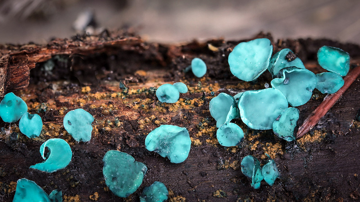 Nấm li xanh (Chlorociboria aeruginascens) dài 0,2-1 cm, phân bố ở lục địa Á - Âu và Bắc Mỹ. Loài nấm li hình chén này có màu lam khi chín.