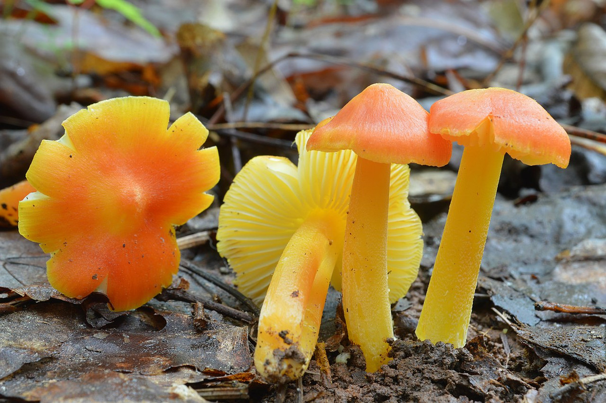 Nấm sáp vàng (Hygrocybe chlorophana) dài 1,5-7 cm, là loài nấm mũ sáp phổ biến nhất trên các đồng cỏ lục địa Á - Âu. Chúng có mũ nấm màu cam vàng rực rỡ, hơi dính.