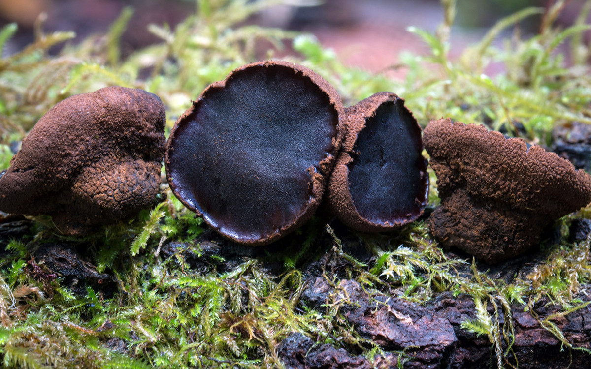 Nấm Bulgar đen (Bulgaria inquinans) dài 0,5-4 cm, phân bố ở lục địa Á - Âu và Bắc Mỹ. Chúng có mặt ngoài màu nâu, mặt sản sinh bào tử bên trong màu đen, nhẵn và giống chất cao su.