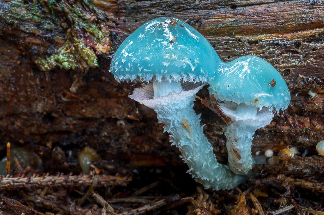 Nấm Verdigris Agaric (Stropharia aeruginosa) dài 2-6 cm, phân bố ở lục địa Á - Âu và Bắc Mỹ. Loài nấm rừng mảnh, màu xanh da trời này được tìm thấy trên các bãi cỏ, lớp mùn trong rừng từ mùa xuân đến mùa thu.