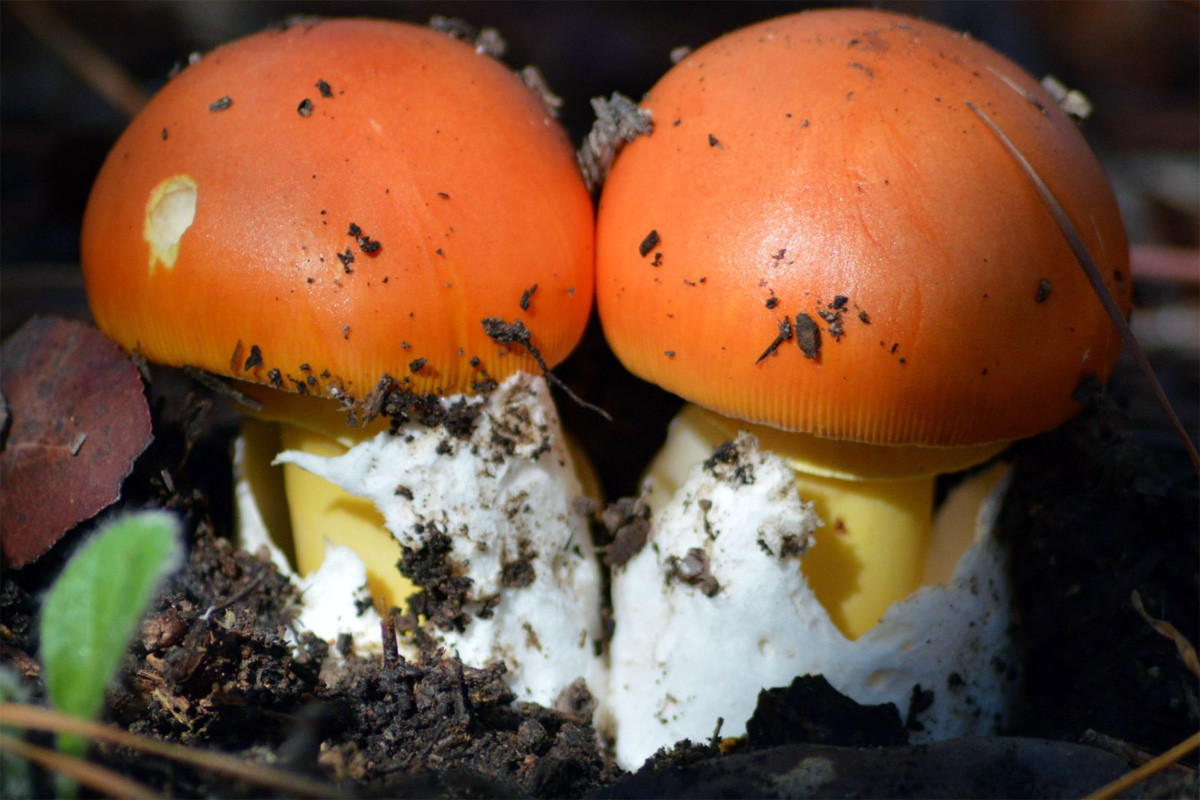 Nấm tán da cam (Amanita caesarea) dài 8-20 cm, còn được gọi là nấm Caesar, phân bố ở khu vực địa Trung Hải và lục địa Á - Âu. Loài nấm thường mọc dưới gốc cây sồi này có mũ và cuống màu cam tươi, mọc từ bao gốc màu trấng trông giống như vỏ trứng.