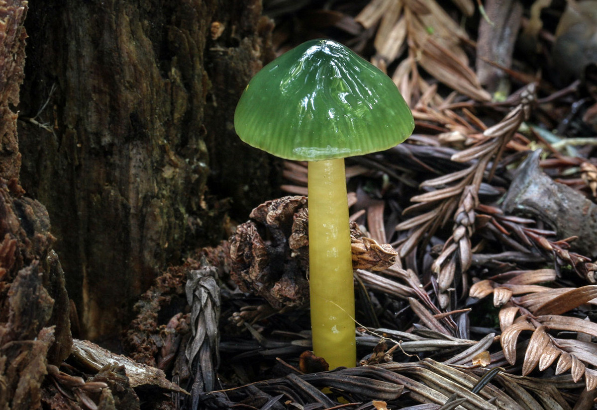 Nấm sáp vẹt (Gliophorus psittacinus) dài 4-8 cm, được tìm thấy trên khắp Bắc Âu. Chúng có màu xanh lục dần ngả dần về chóp, từ khi còn non cho đến lúc già.