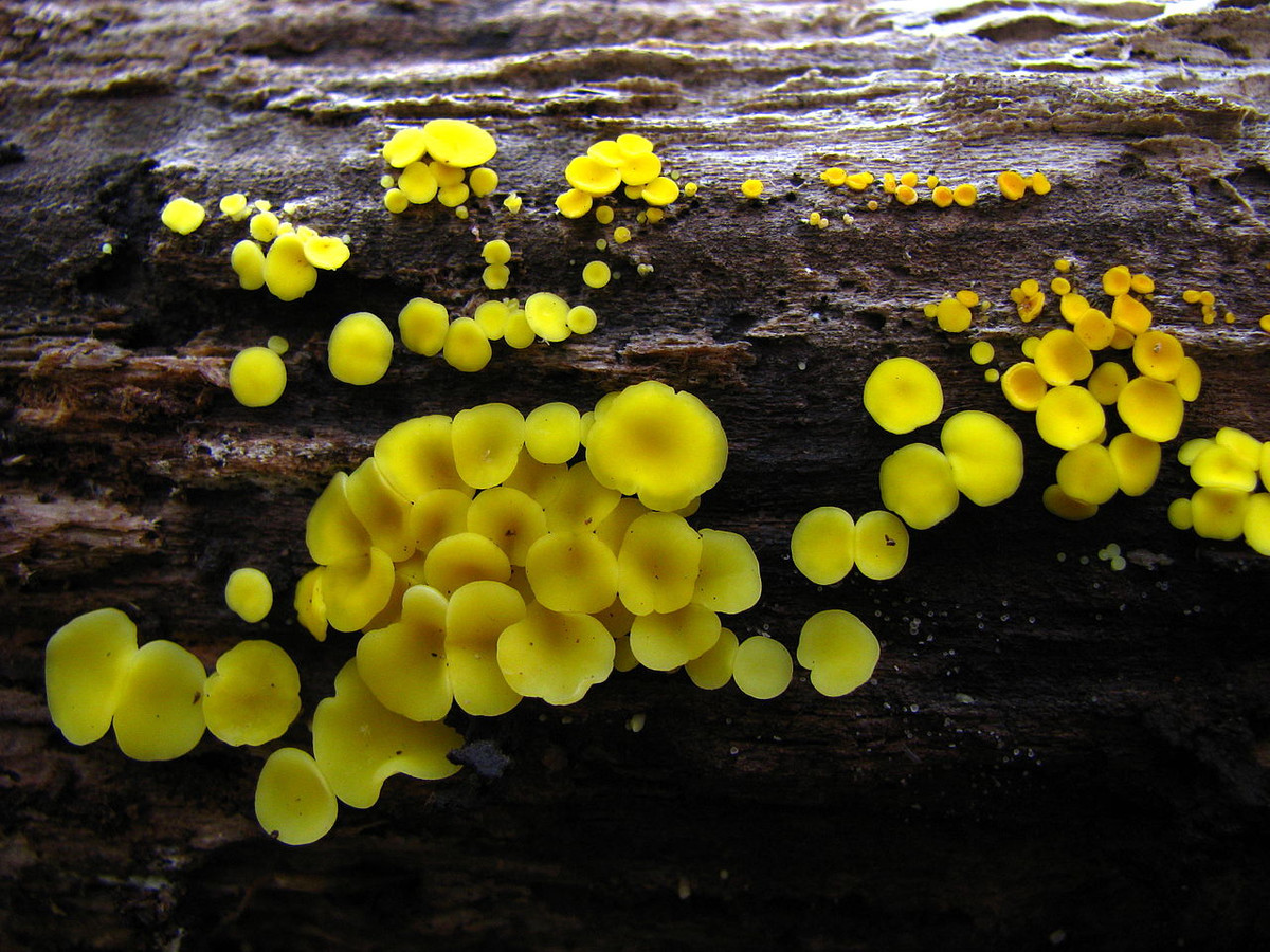 Nấm đĩa vàng (Bisporella citrina) dài 1-3 mm, mọc trên gỗ cứng đã mục ở lục địa Á - Âu. Mọc thành cụm, những thể quả hình đĩa của loài nấm này đôi lúc phủ hết toàn bộ cành cây.