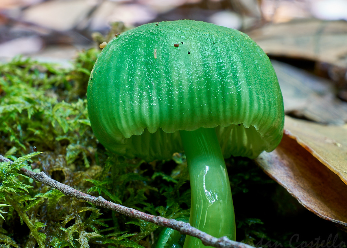 Nấm Hygrocybe xanh (Hygrocybe graminicolor) cao 3-4 cm, được tìm thấy ở Australia và New Zealand. Đây là một trong số ít các loài nấm có màu xanh bắt mắt.
