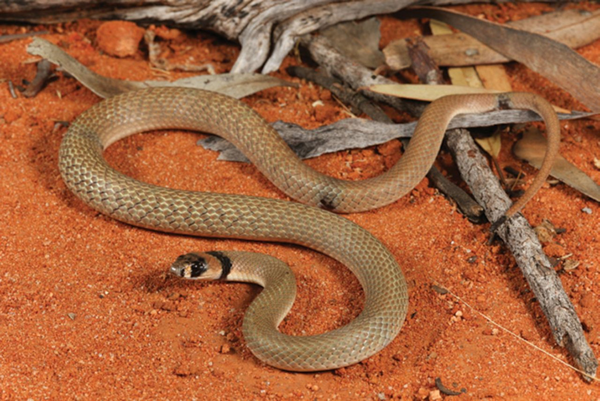 Rắn nâu vòng đen (Pseudonaja modesta) dài 50 cm, xuất hiện ở các khu vực khô, nhiều đá ở Australia. Loài này săn những con thằn lằn bóng chân ngắn nhỏ. Sự tồn tại của chúng đang bị đe dọa do mất dần sinh cảnh.