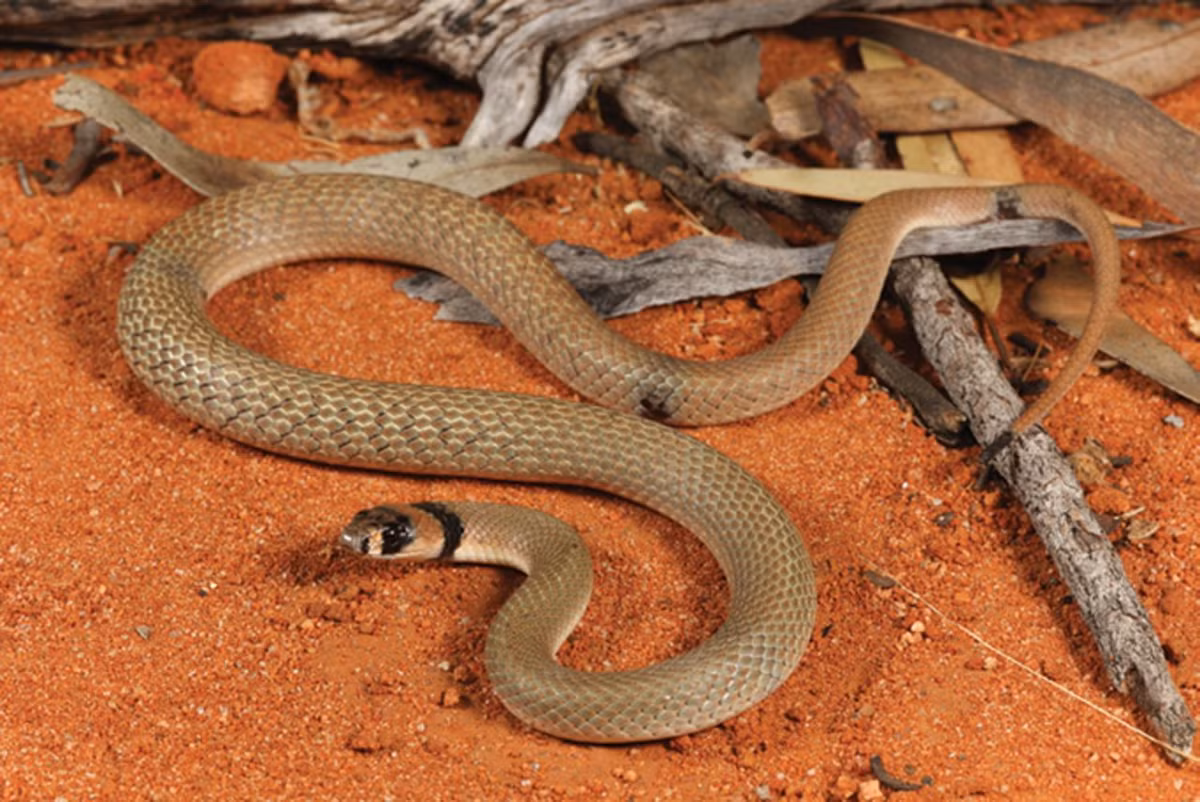 Rắn nâu vòng đen (Pseudonaja modesta) dài 50 cm, xuất hiện ở các khu vực khô, nhiều đá ở Australia. Loài này săn những con thằn lằn bóng chân ngắn nhỏ. Sự tồn tại của chúng đang bị đe dọa do mất dần sinh cảnh.