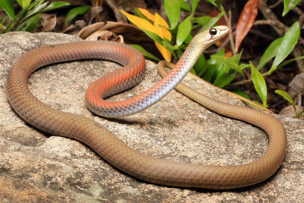 Rắn roi mặt vàng (Demansia psammophis) dài 1,2 mét, phân bố rộng rãi khắp Australia. Loài rắn mảnh mai này thích nghi với các sinh cảnh trống trải và khô ráo. Chúng tích cực săn thằn lằn vào ban ngày.