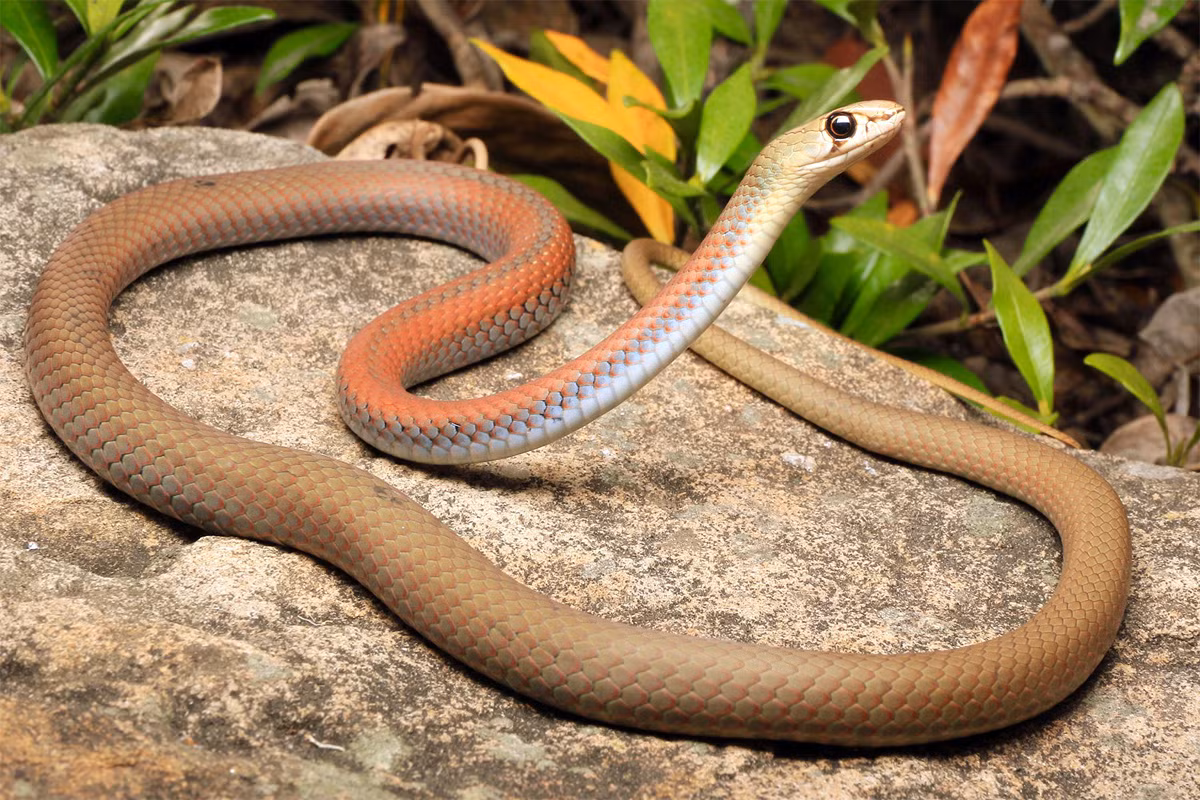 Rắn roi mặt vàng (Demansia psammophis) dài 1,2 mét, phân bố rộng rãi khắp Australia. Loài rắn mảnh mai này thích nghi với các sinh cảnh trống trải và khô ráo. Chúng tích cực săn thằn lằn vào ban ngày.