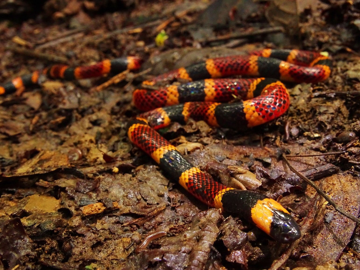 Rắn san hô Trung Mỹ (Micrurus nigrocinctus) dài 80 cm, chui luồn dưới thảm lá rụng trong rừng nhiệt đới Trung Mỹ. Loài rắn độc này có màu sắc rực rỡ, mang táng dụng cảnh báo những kẻ địch tiềm năng.