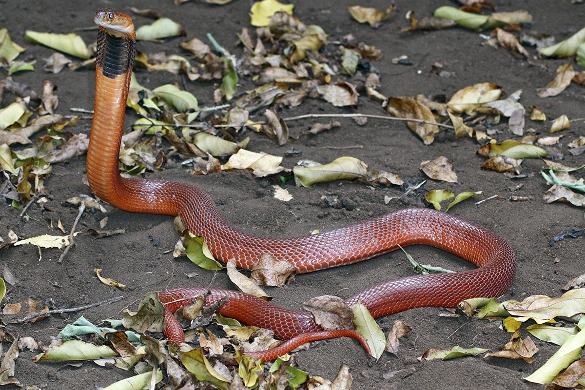 Rắn hổ mang đỏ phun nọc (Naja pallida) dài 75 cm, phân bố ở châu Phi. Tương tự rắn hổ mèo, loài rắn hổ màu nâu đỏ này cũng có khả năng phun nọc vào đối phương.