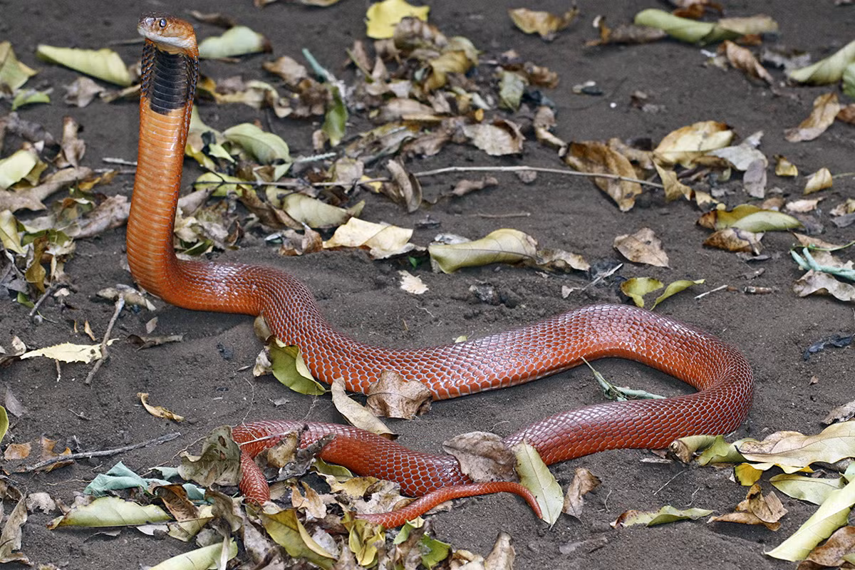 Rắn hổ mang đỏ phun nọc (Naja pallida) dài 75 cm, phân bố ở châu Phi. Tương tự rắn hổ mèo, loài rắn hổ màu nâu đỏ này cũng có khả năng phun nọc vào đối phương.