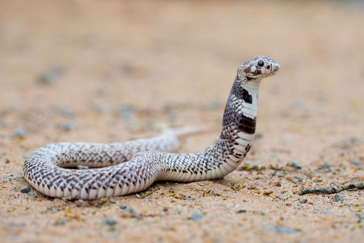 Rắn mũi khiên Đông Nam châu Phi (Aspidelaps scutatus fulafulus) dài 75 cm, phân bố ở vùng xavan phía Đông Nam châu Phi. Chúng đào hang trong đất lẫn cát, chuyên săn thằn lằn và thú nhỏ về đêm.