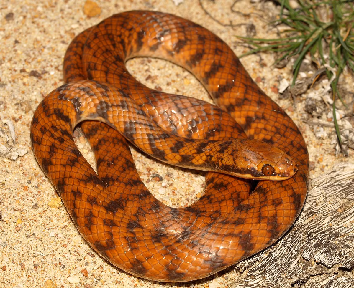 Rắn Rosen (Suta fasciata) dài 65 cm, sống ở các khu vực khô hạn thuộc Tây Australia. Chúng là chuyên gia trong việc săn lùng các loài thằn lằn nhỏ.
