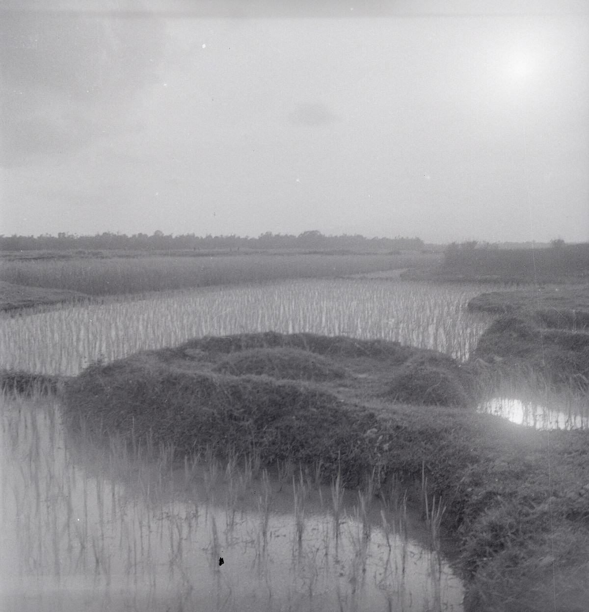 Đồng ruộng ở ngoại vi Đà Nẵng.