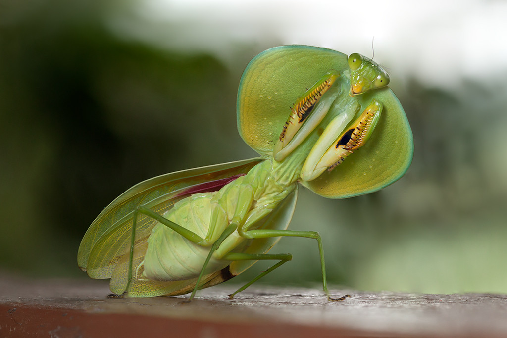 Bọ ngựa khiên (Choeradodis rhombicollis) dài 8 cm, phân bố ở Nam Mỹ. Khi nhìn từ trên xuống, loài bọ ngựa này trông giống một chiếc lá. Những con màu xanh thường bám vào lá xanh, còn con màu nâu ẩn mình trong đám lá khô. Chúng thường rung rung mình như chiếc lá bị gió thổi.