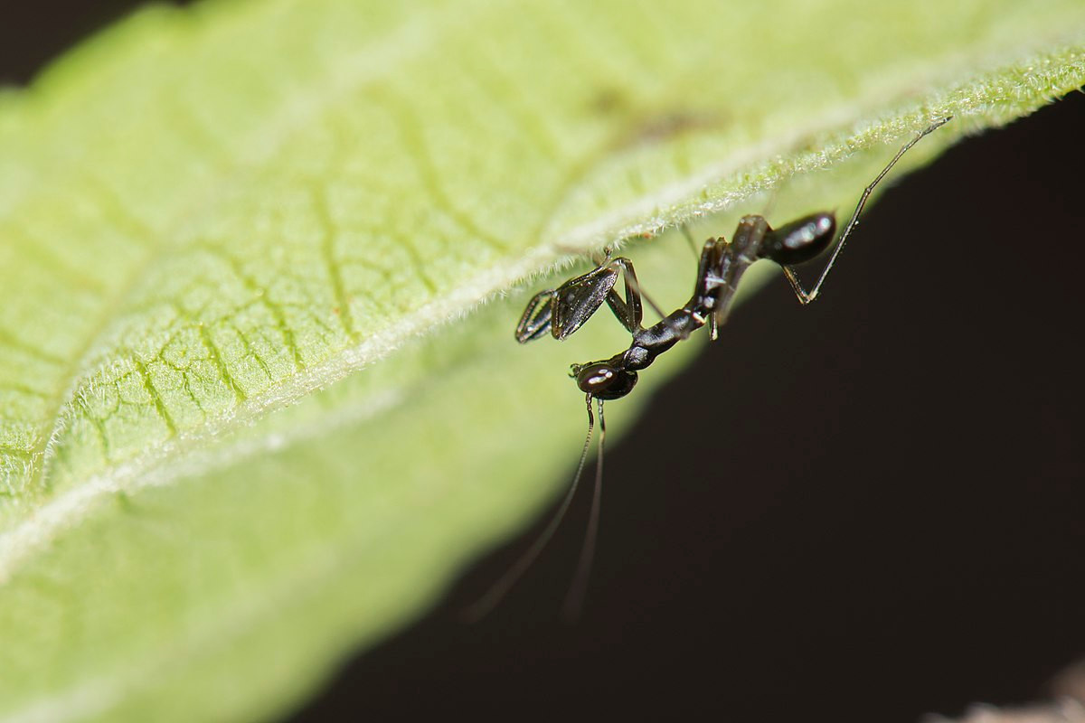 Bọ ngựa kiến châu Á (Odontomantis planiceps) dài 2 cm, phân bố ở Đông Nam Á. Khi còn non, chúng có kích cỡ, hình dạng và màu sắc giống hệt kiến càng - một hình thức bắt chước hình dạng loài khác để tự vệ. Khi trưởng thành, loài này có màu xanh và ngoại hình giống như bọ ngựa thường gặp, nhưng nhỏ hơn nhiều.