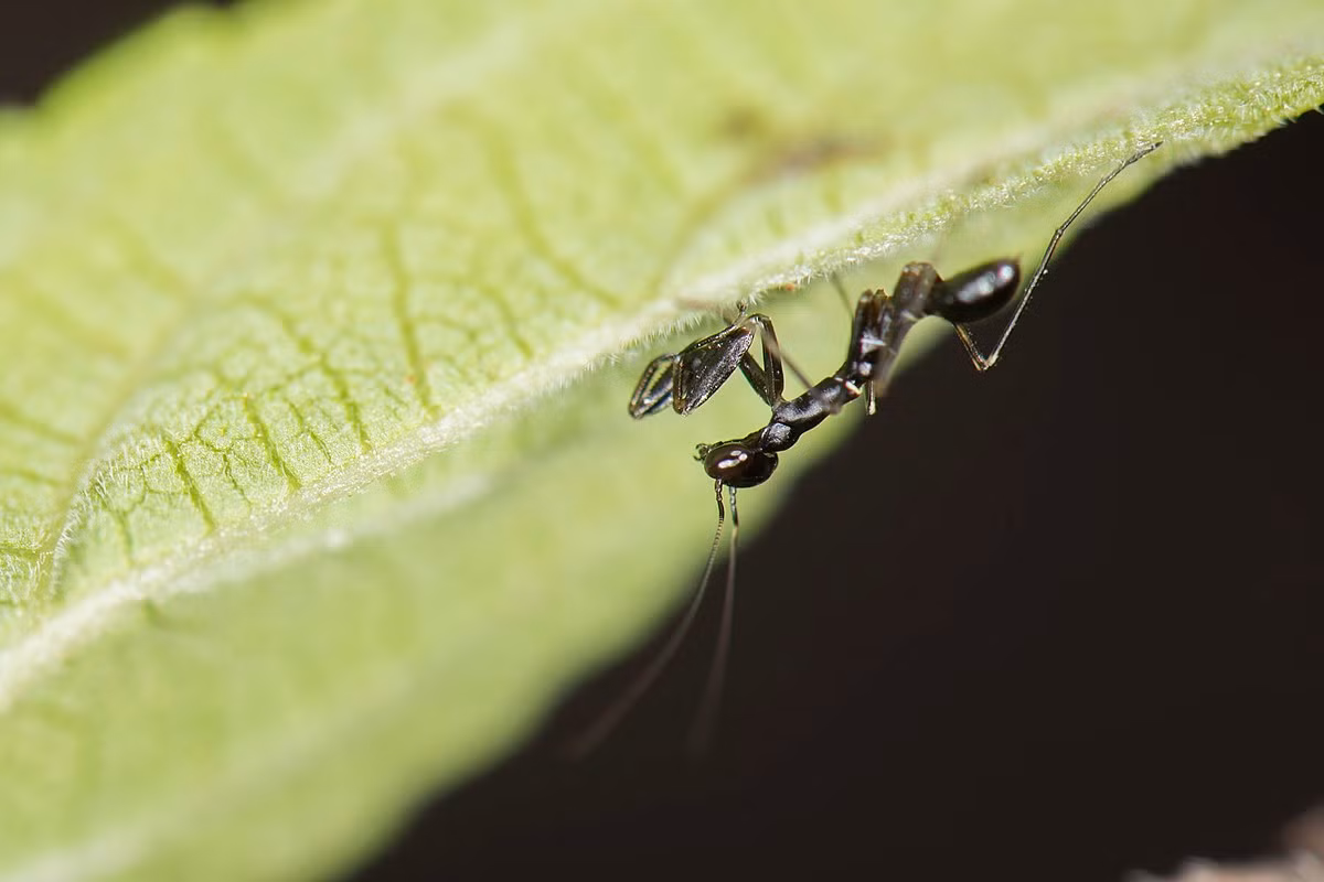Bọ ngựa kiến châu Á (Odontomantis planiceps) dài 2 cm, phân bố ở Đông Nam Á. Khi còn non, chúng có kích cỡ, hình dạng và màu sắc giống hệt kiến càng - một hình thức bắt chước hình dạng loài khác để tự vệ. Khi trưởng thành, loài này có màu xanh và ngoại hình giống như bọ ngựa thường gặp, nhưng nhỏ hơn nhiều.