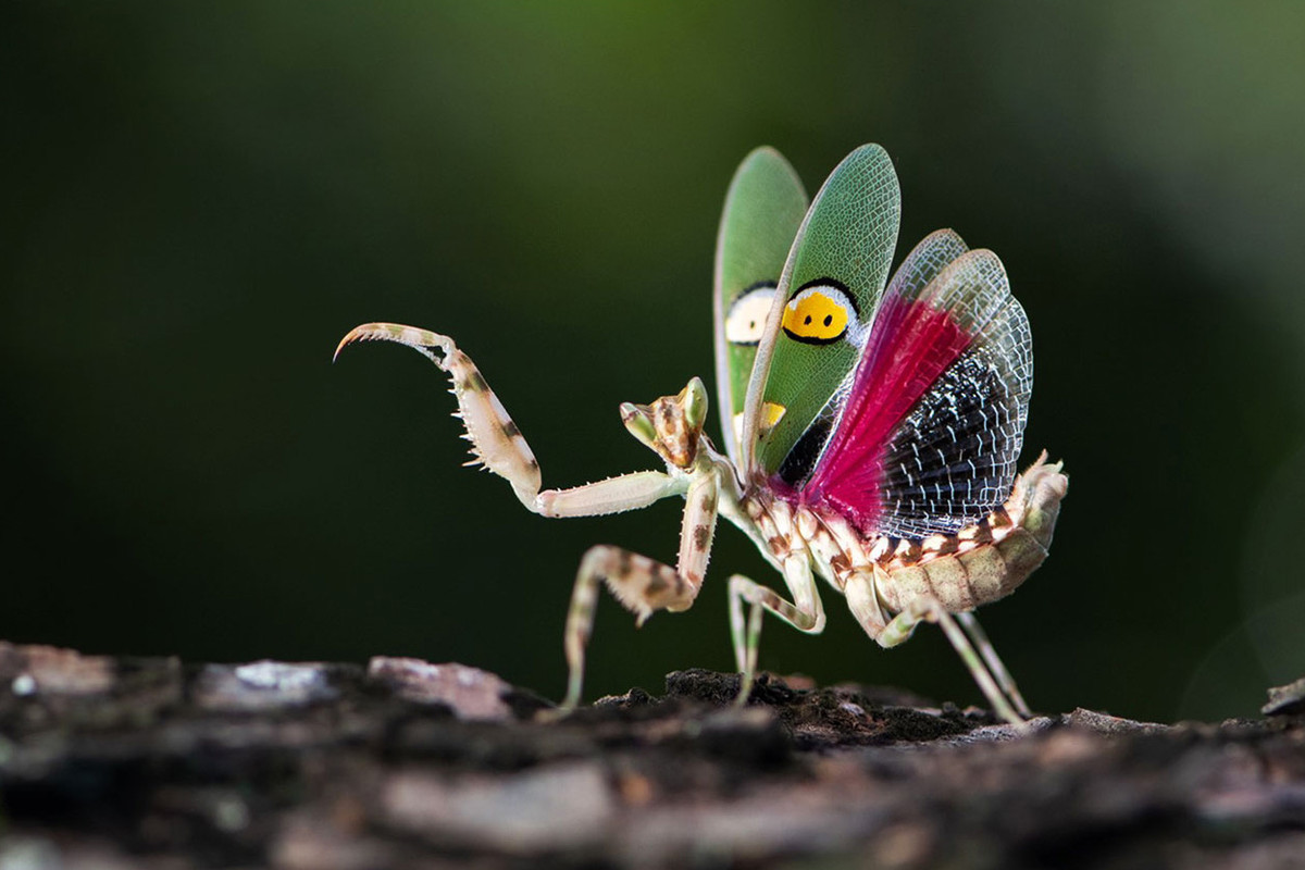 Bọ ngựa hoa trang sức (Creobroter gemmatus) dài 4 cm, ưa thích các môi trường sống ẩm ướt ở châu Á. Có màu sắc bắt mắt và dễ sống trong môi trường nhân tạo, chúng là vật nuôi được ưa chuộng ở phương Tây.