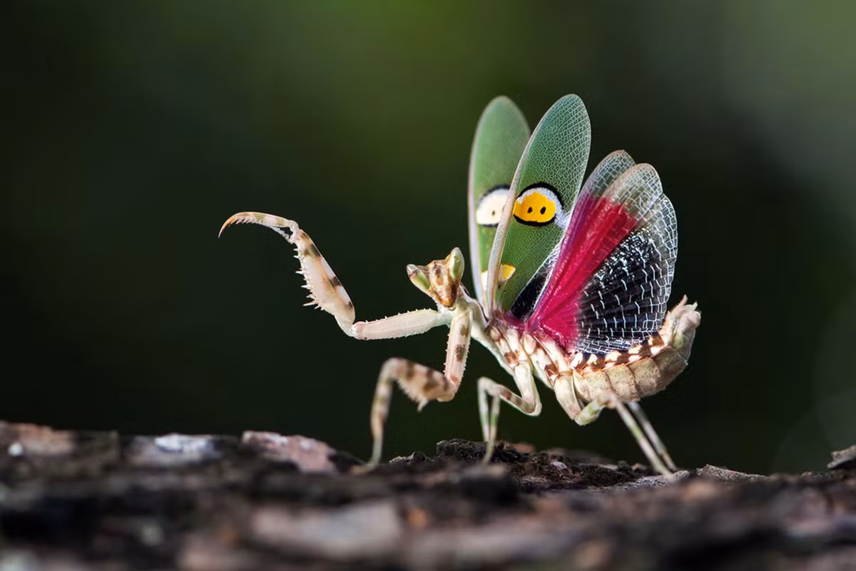 Bọ ngựa hoa trang sức (Creobroter gemmatus) dài 4 cm, ưa thích các môi trường sống ẩm ướt ở châu Á. Có màu sắc bắt mắt và dễ sống trong môi trường nhân tạo, chúng là vật nuôi được ưa chuộng ở phương Tây.