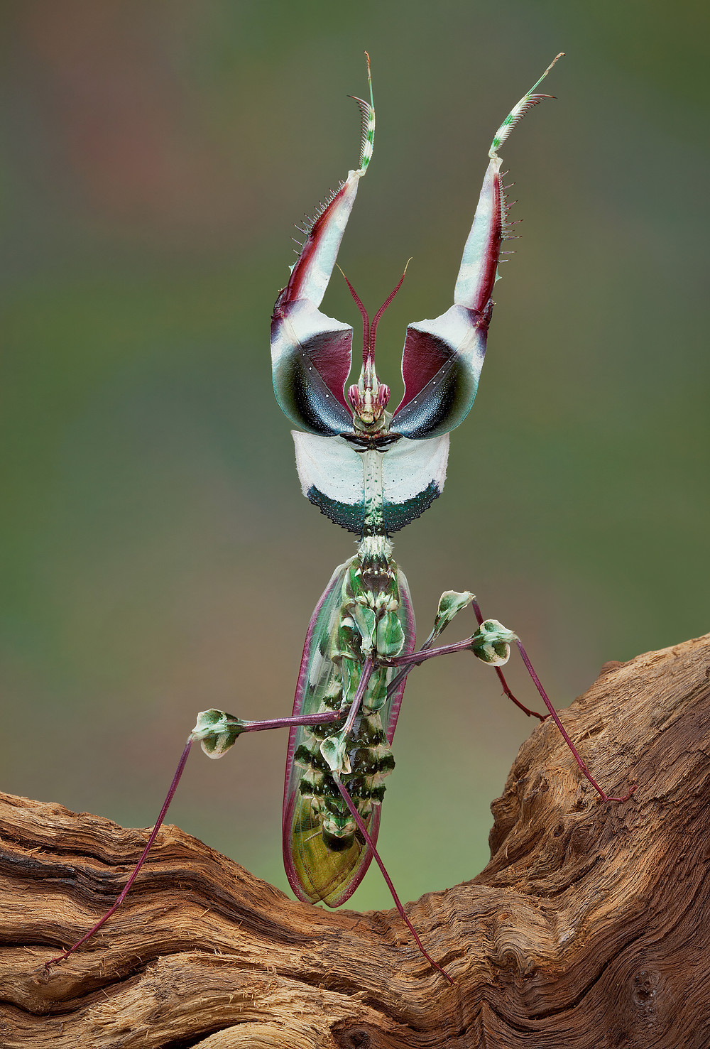 Bọ ngựa hoa quỷ (Idolomantis diabolica) dài 10 cm, là một trong những loài bọ ngựa lớn nhất, được ghi nhận ở Đông Phi. Khi bị đe dọa, chúng giơ cao hai càng để lộ màu sắc ấn tượng ở mặt dưới thân.