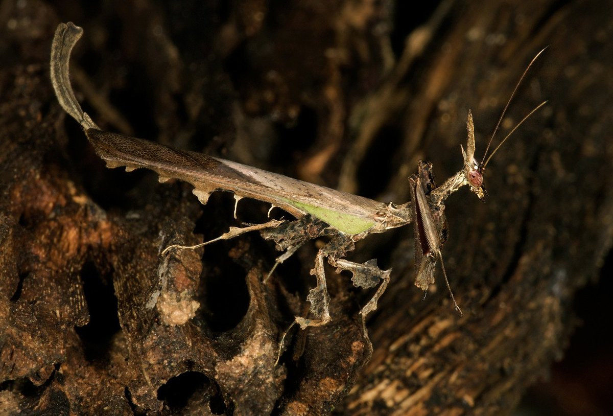 Bọ ngựa rồng (Stenophylla cornigera) dài 4 cm, được ghi nhận ở các khu rừng nhiệt đới Nam Mỹ. Hình dáng cơ thể đặc biệt khiến loài này có khả năng ngụy trang hoàn hảo trên các cành cây.