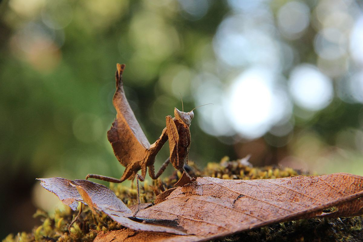 Bọ ngựa lá khô (Acanthops falcata) dài 6 cm, là một loại bọ ngựa kỳ lạ khác đến từ Nam Mỹ. Màu sắc, hình dạng cơ thể cùng cách tạo dáng khiến kẻ săn mồi cũng như con mồi rất khó phân biệt chúng với một chiếc lá khô mục nát.