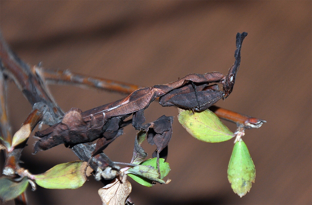 Bọ ngựa ma (Phyllocrania paradoxa) dài 5 cm, phân bố ở châu Phi. Cơ thể loài này có màu nâu xỉn với các phiến dẹt mở rộng từ các chi, giúp chúng ngụy trang dưới hình dạng một đám lá khô cong queo.