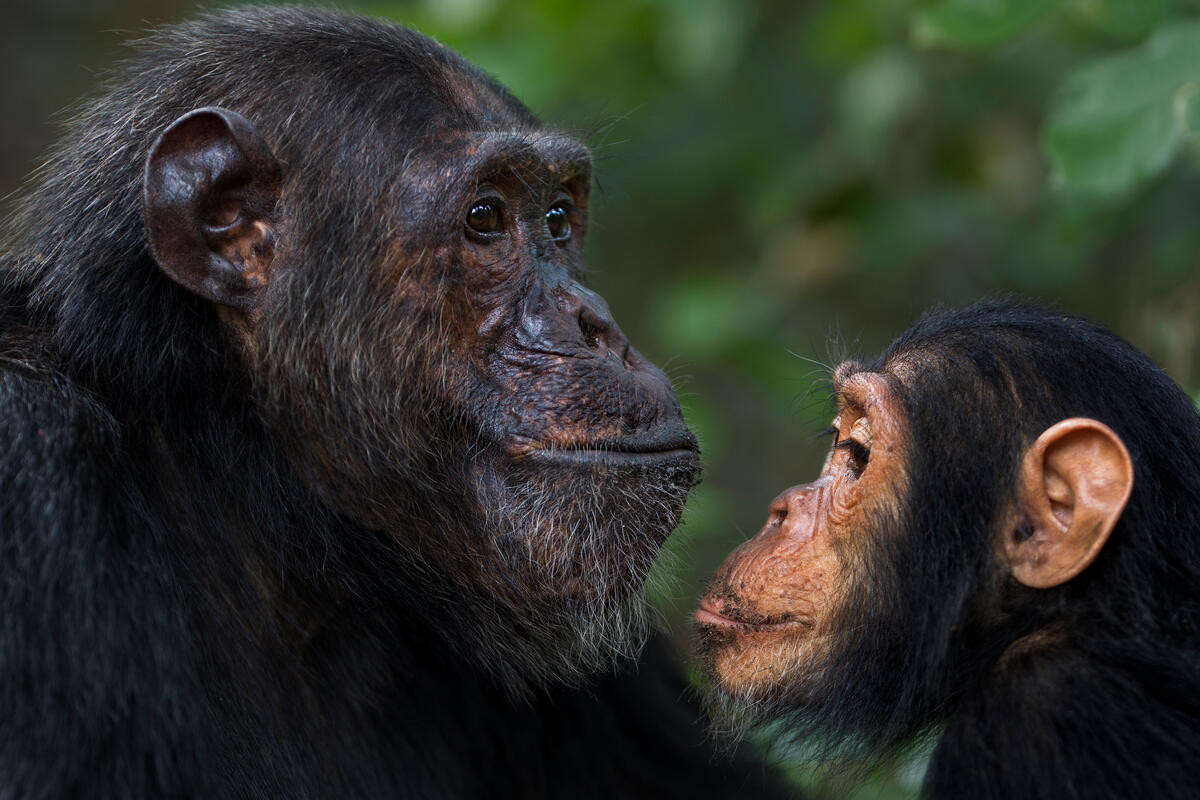 Tinh tinh thông thường (Pan troglodytes) dài 69-94 cm, gồm bốn phân loài phân bố ở các sinh cảnh rừng ẩm, rừng khô và rừng xavan ở châu Phi xích đạo. Chúng sống trong nhóm có hệ thống cấp bậc nghiêm ngặt, biết sử dụng công cụ đơn giản để kiếm ăn.