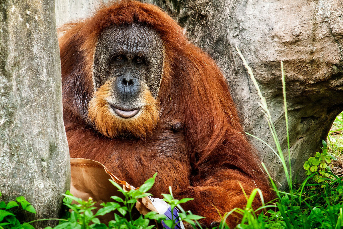 Đười ươi Sumatra (Pongo abelii) dài 0,8-1,8 mét, phân bố giới hạn ở các mảng rừng nhiệt đới nguyên sinh Bắc Sumatra. Chúng là loài linh trưởng sống trên cây lớn nhất thế giới.