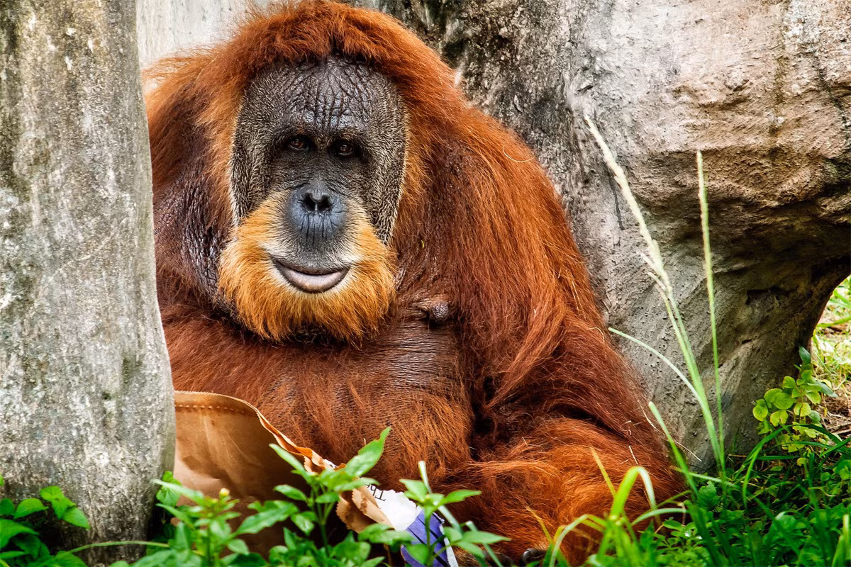 Đười ươi Sumatra (Pongo abelii) dài 0,8-1,8 mét, phân bố giới hạn ở các mảng rừng nhiệt đới nguyên sinh Bắc Sumatra. Chúng là loài linh trưởng sống trên cây lớn nhất thế giới.