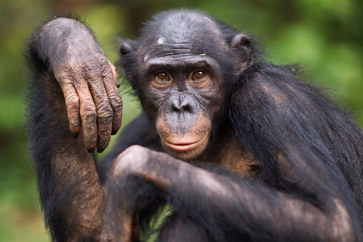 Tinh tinh lùn hay bonobo (Pan paniscus) dài 70-83 cm, sống trong rừng nhiệt đới ẩm ở CHDC Congo. Khác với tinh tinh thông thường, tinh tinh lùn theo chế độ mẫu hệ. Cả hai loài tinh tinh này được coi là họ hàng gần gũi nhất với con người.