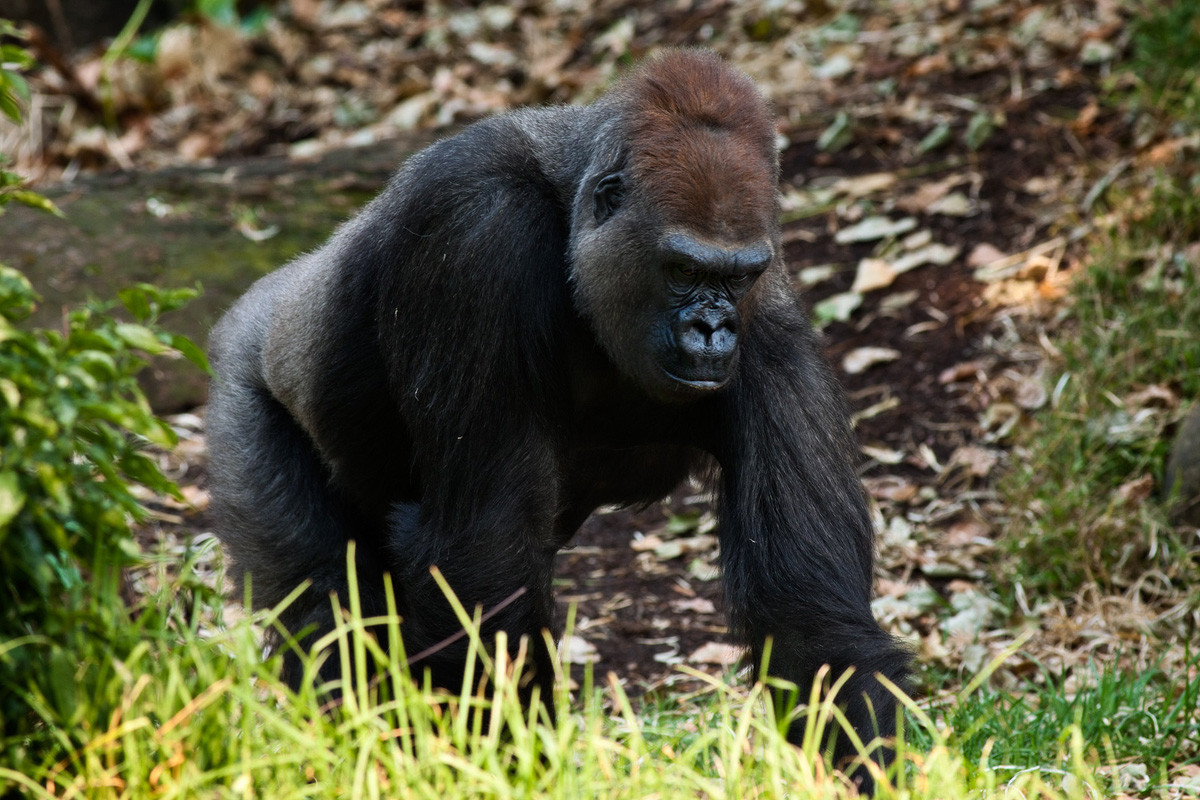 Khỉ đột miền Tây (Gorilla gorilla) dài 1,3-1,8 mét, gồm hai phân loài sinh sống ở các khu rừng đầm lầy và rừng nhiệt đới đất thấp Tây Trung Phi. Chúng có tập tính xã hội phát triển, thường xây tổ để ngủ dưới đất, nhưng đôi khi cũng ở trên cây.
