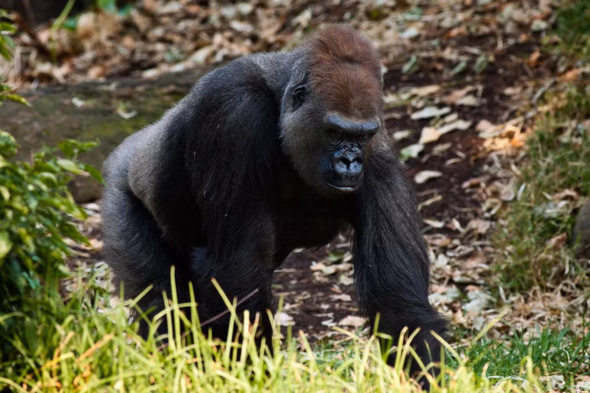 Khỉ đột miền Tây (Gorilla gorilla) dài 1,3-1,8 mét, gồm hai phân loài sinh sống ở các khu rừng đầm lầy và rừng nhiệt đới đất thấp Tây Trung Phi. Chúng có tập tính xã hội phát triển, thường xây tổ để ngủ dưới đất, nhưng đôi khi cũng ở trên cây.