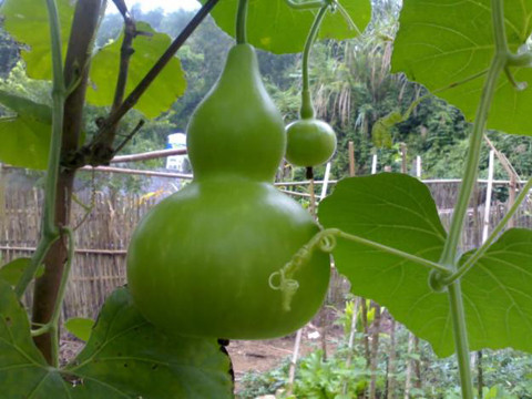 Nên đặt hoặc treo hồ lô ở ba hướng: Sinh khí, Thiên y, Diên niên là tốt nhất.