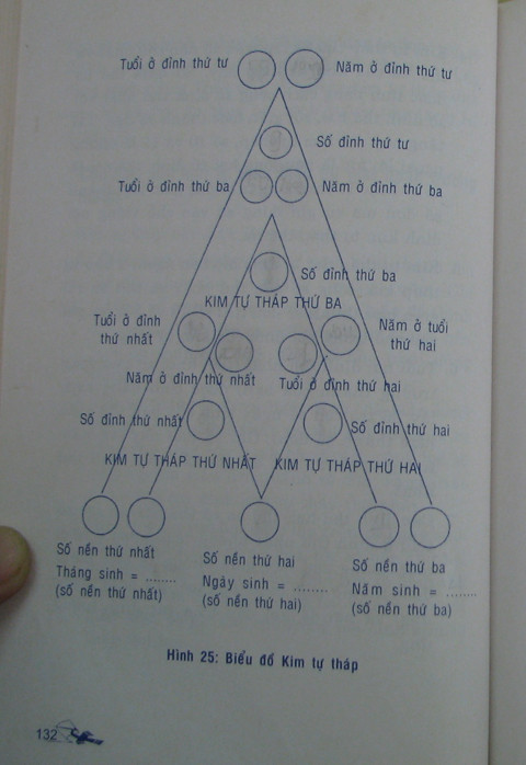Hình kim tự tháp trưởng thành.
