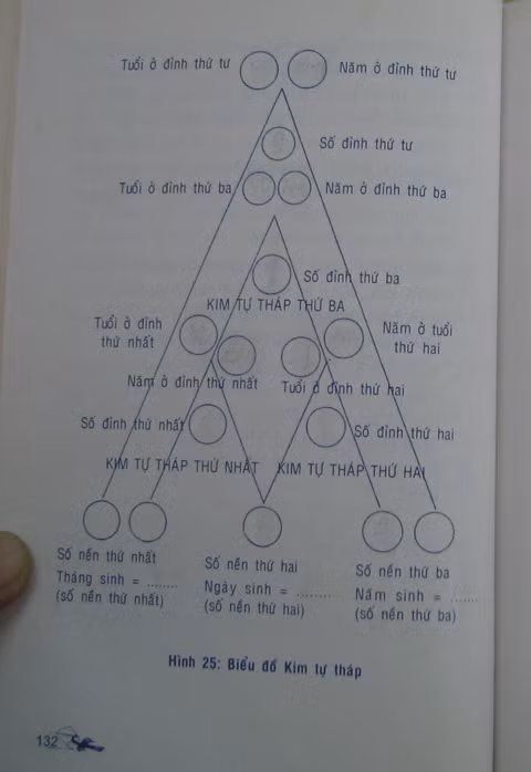 Hình kim tự tháp trưởng thành.