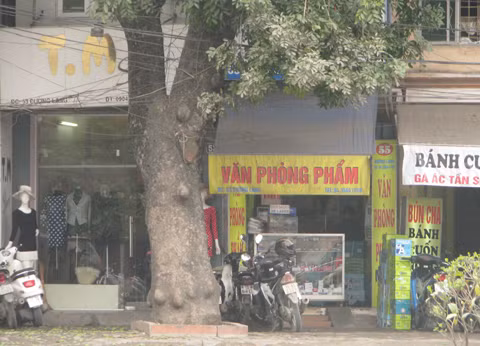 Có cây to hoặc cột điện ngay trước cửa nhà tạo ra hung sát khiến người trong nhà hay bệnh tật không được bình yên. Ảnh chỉ mang tính minh họa