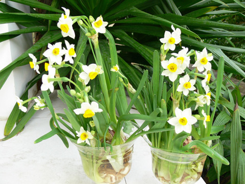 Hoa thủy tiên - một thời từng là thú chơi xa xỉ trong ngày Tết ở Hà Nội. Ảnh: Intenet.