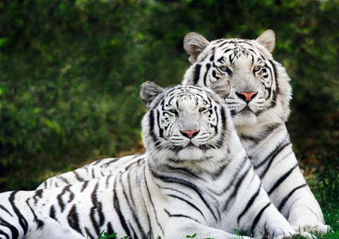 Có gặp Bạch hổ mới có cơ hội quyết đoán dám làm để gặt hái thành công về tiền tài. Ảnh minh họa.