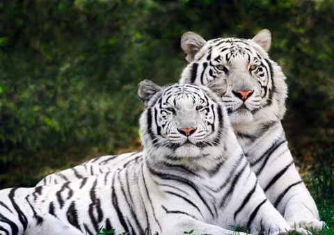 Có gặp Bạch hổ mới có cơ hội quyết đoán dám làm để gặt hái thành công về tiền tài. Ảnh minh họa.