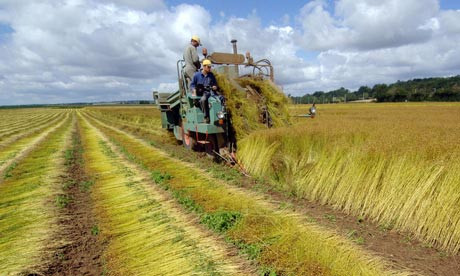 Nông dân ở vùng Audrieu, Pháp đang thu hoạch.
