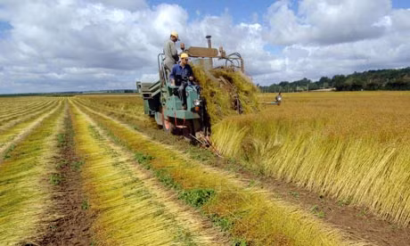 Nông dân ở vùng Audrieu, Pháp đang thu hoạch.