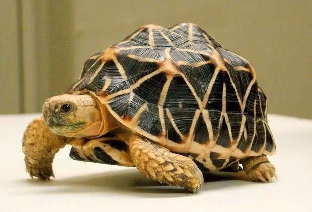 Cau hoi Olympia don gian nhung khien thi sinh bo tay-Hinh-2